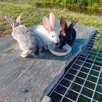 Vlaamse reuzen (rammen) te koop, Mannelijk, 0 tot 2 jaar