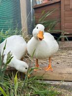 Witte kwaker kuikens verwacht, Dieren en Toebehoren, Pluimvee, Meerdere dieren, Eend