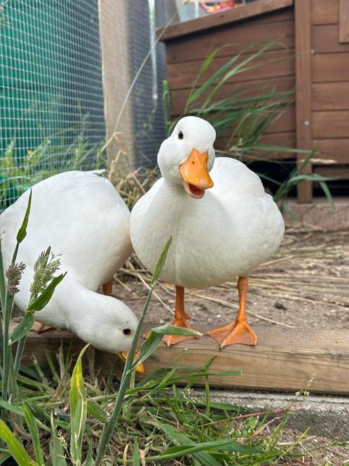 Witte kwaker kuikens verwacht, Dieren en Toebehoren, Pluimvee, Eend, Meerdere dieren