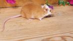 3 mooie kleurmuis mannen, Borstels,  fokgeschikt, Dieren en Toebehoren, Mannelijk, Muis, Tam