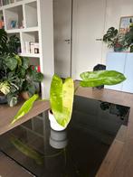 Philodendron Jose Buono Variegated Houseplant (Rare), Huis en Inrichting, Ophalen, Overige soorten, Halfschaduw, In pot