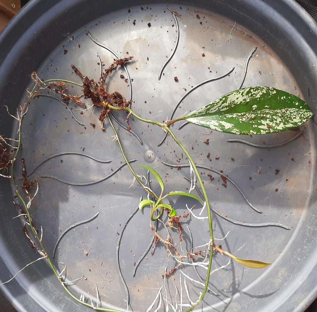 Hoya Pubicalyx Splash stek, geworteld., Huis en Inrichting, Kamerplanten, Ophalen of Verzenden, Halfschaduw, Minder dan 100 cm