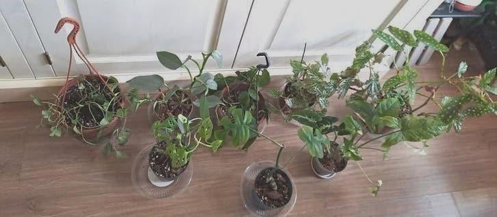 Partij kamerplanten - Syngonium Philodendrons Monstera, Ophalen, Halfschaduw, Minder dan 100 cm