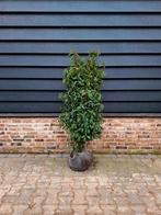 Prunus Lusitanica 'Angustifolia' ❗️🍀 Portugese Laurier 🍀❗️, Ophalen, Laurier, 100 tot 250 cm