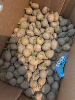 Connect Bio Pootaardappelen, Ophalen of Verzenden, Eenjarig, Fruitplanten, Volle zon