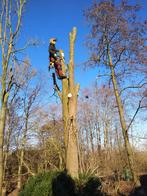 Tuin renovatie bomen rooien en grondwerk, Diensten en Vakmensen, Tuinmannen en Stratenmakers, Tuinonderhoud of Snoeiwerk