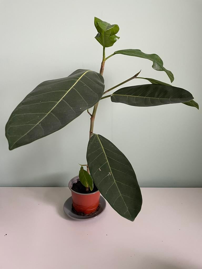 Ficus benghalensis, Banyan vijg, Ophalen, Halfschaduw, Minder dan 100 cm