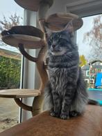 Maine coon dekkater, Dieren en Toebehoren