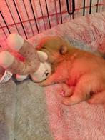 Pomeriaan Reutje - Bearface (RASZUIVER), 8 tot 15 weken, Parvo, Eén hond, Nederland