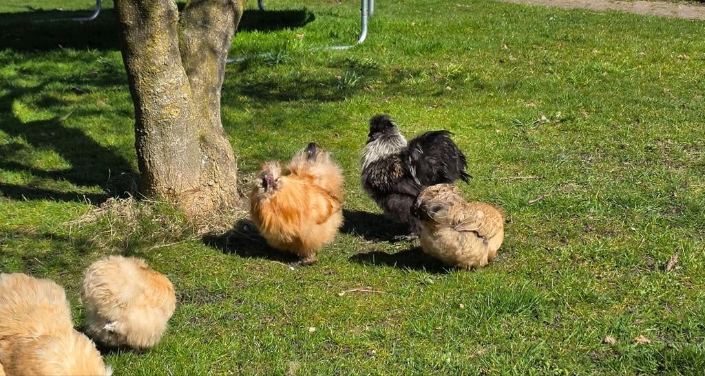 Zijdehoender, Dieren en Toebehoren, Pluimvee, Mannelijk, Kip
