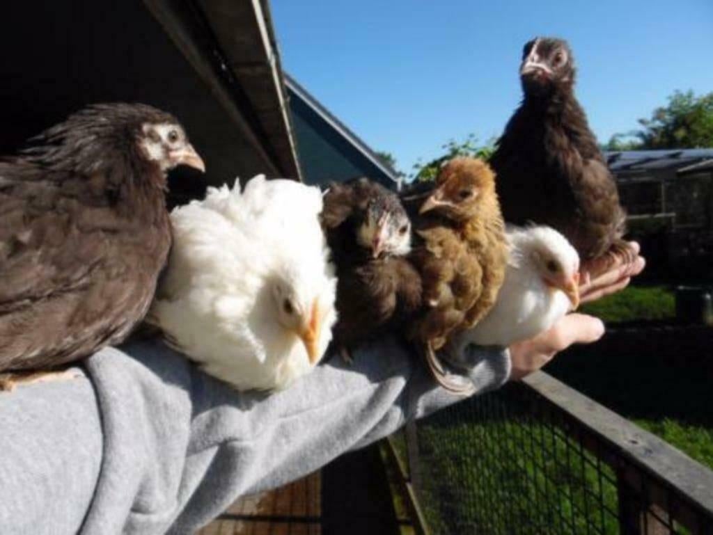 Cochin krielkippen | Vriendelijke kippen | Rustige kip, Vrouwelijk, Kip