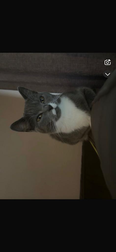 Kruising Britse korthaar, Dieren en Toebehoren, Katten en Kittens | Raskatten | Korthaar, Poes, Ontwormd