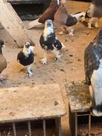 Takla, Dieren en Toebehoren, Vogels | Duiven