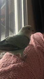 Jonge agapornis, Dieren en Toebehoren, Vogels | Parkieten en Papegaaien, Geslacht onbekend, Dwergpapegaai of Agapornis, Tam