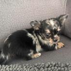 Raszuivere mini bluemerle chihuahua en 1 witte teefje, Dieren en Toebehoren, Parvo, 8 tot 15 weken, Teef, Meerdere