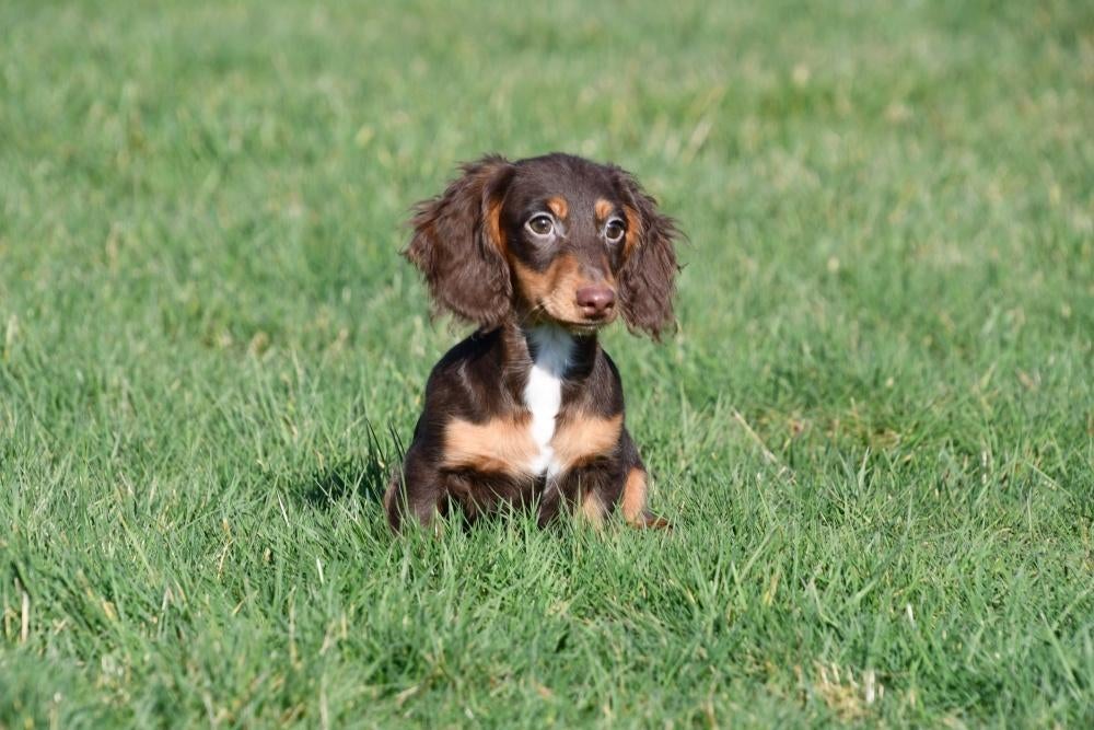 Langharige Teckel pups te koop, 15 weken tot 1 jaar, Reu, Buitenland, Dwerg