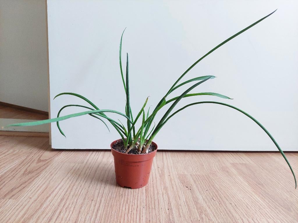 Sansevieria Cylindrica - Sanseveria / Vrouwentong H: 30 cm., Ophalen, Vetplant, Halfschaduw, Minder dan 100 cm