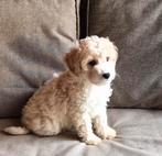 Maltipoo reutje speels en gezond., Poedel, Parvo, Reu, 8 tot 15 weken