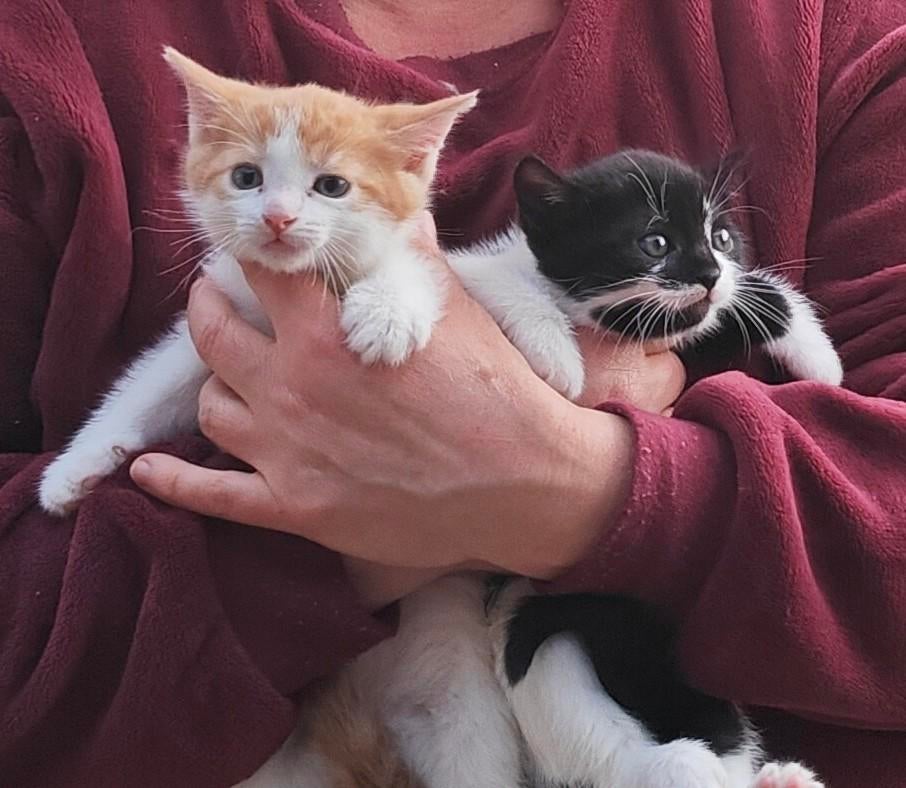 Kittens, Meerdere dieren