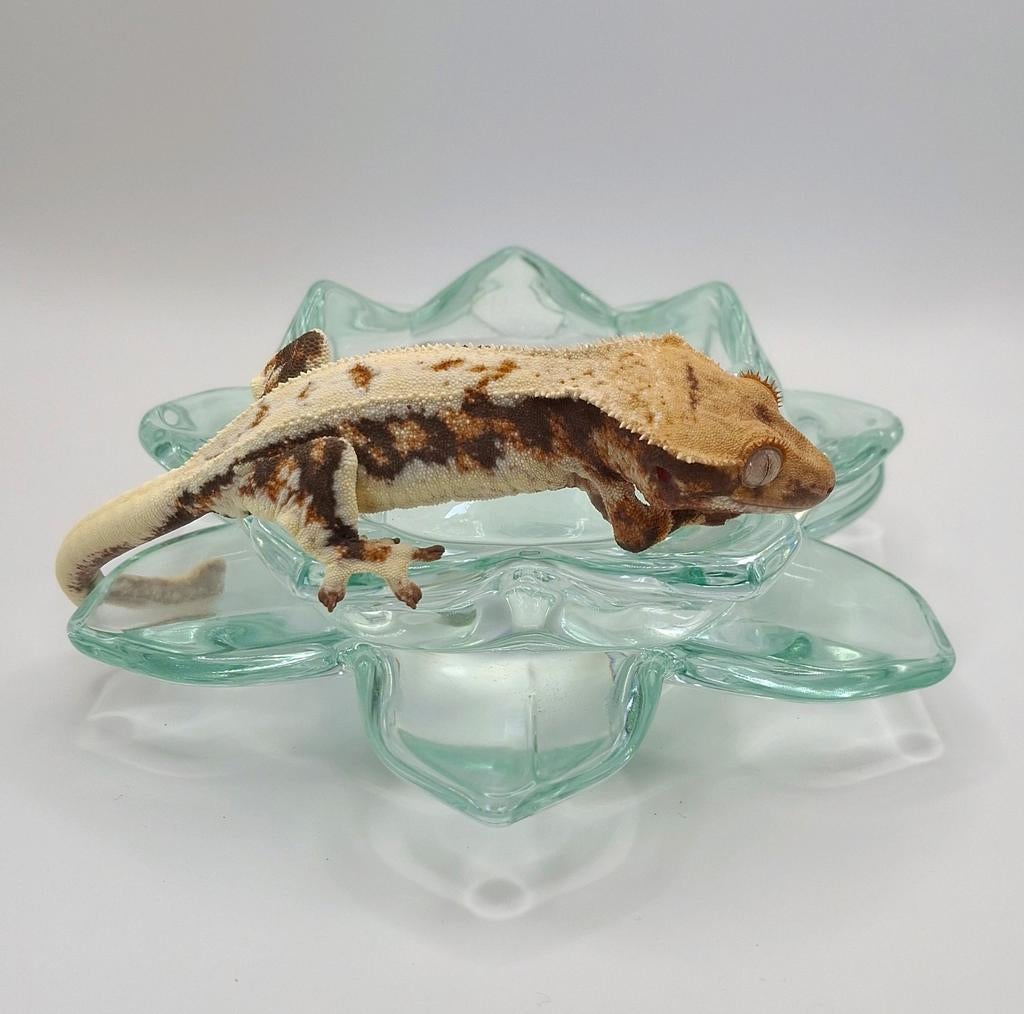 Laatste paar wimpergekko's/crested geckos (1x vrouw, 4x man) Crested Gecko - female for sale from Lotus' Creatures