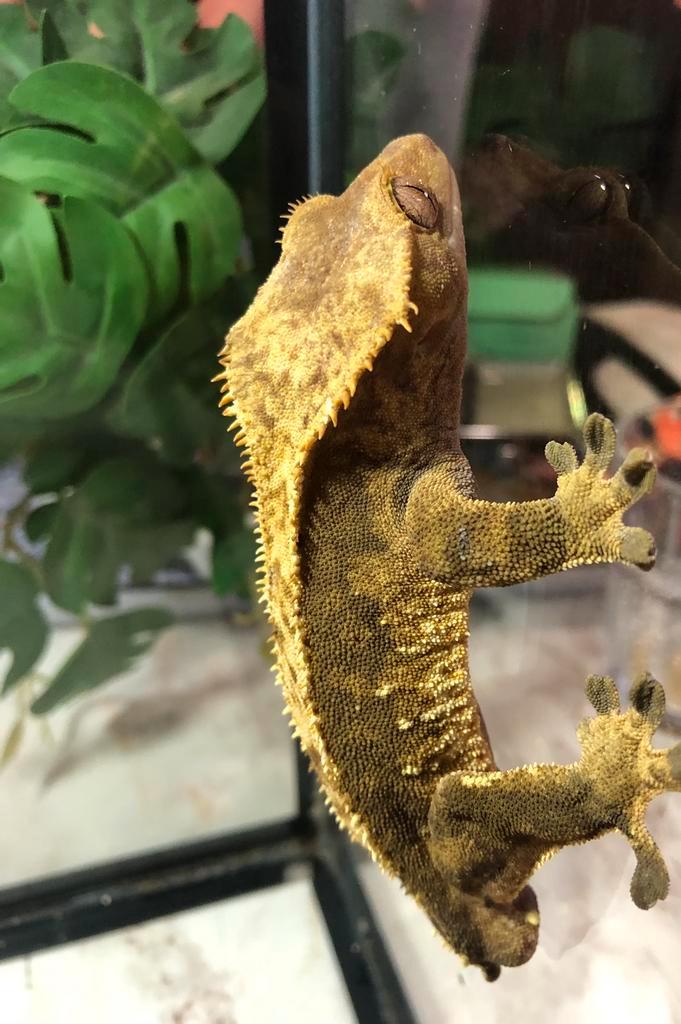 Wimpergekko - Crested gecko - Correlophus ciliatus