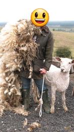 GEZOCHT | Gratis schapenwol, Ophalen, Spinwol