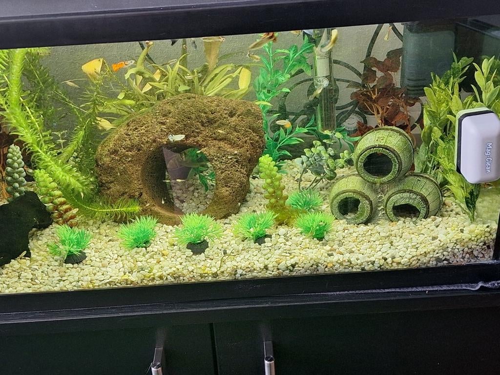 Te koop AQUARIUM 60 x 30 x 35 cm gevuld ca.200 BLUE MOSCOW, Dieren en Toebehoren, Vissen | Aquaria en Toebehoren, Ophalen of Verzenden