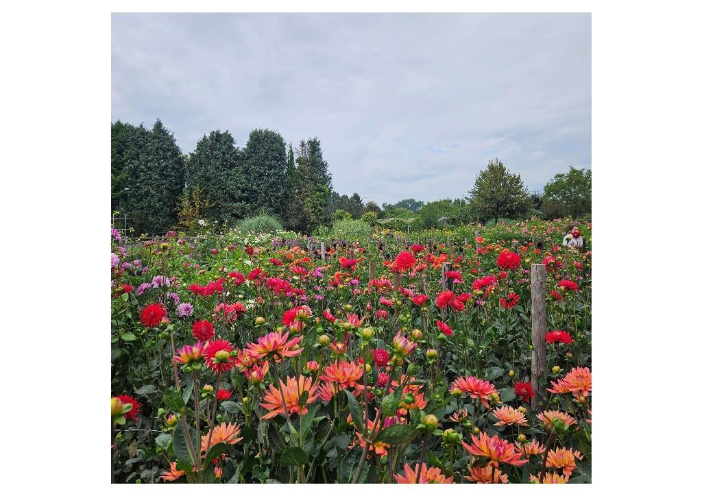 Aanbieding Dahlia knollen, Tuin en Terras, Bloembollen en Zaden, Ophalen of Verzenden, Voorjaar, Volle zon, Knol