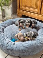 Mooie teckel puppy's, Parvo, 8 tot 15 weken, Korthaar, Dwerg