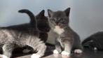 Kittens (moeder Brits korthaar), Dieren en Toebehoren, Katten en Kittens | Raskatten | Korthaar, Meerdere dieren, Ontwormd, 0 tot 2 jaar
