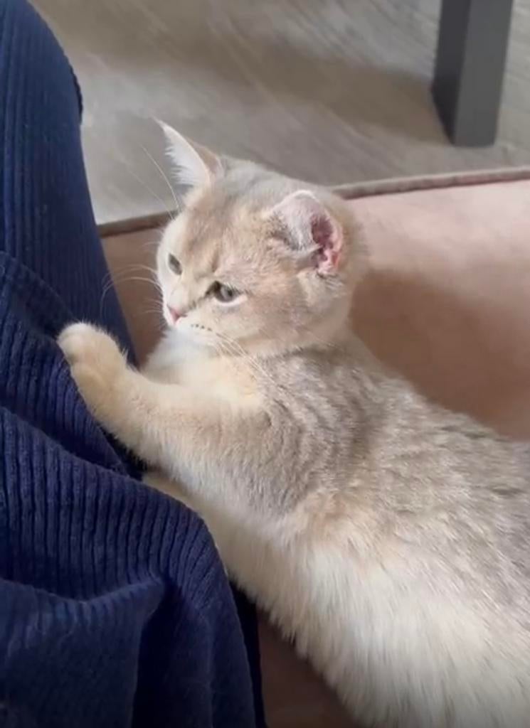 Britse Korthaar Kitten 100% ras, Dieren en Toebehoren, Poes, Ontwormd