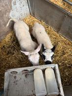 2 fleslammeren!, Dieren en Toebehoren, Mannelijk, Schaap