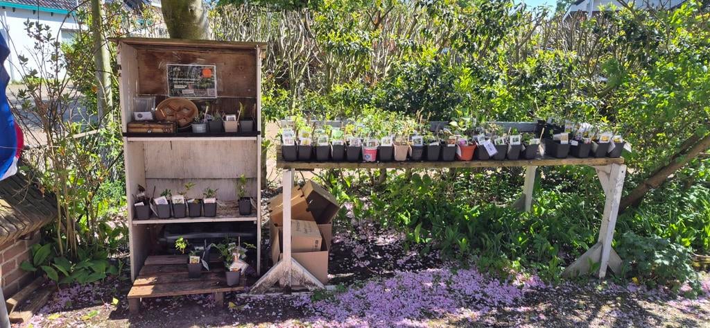 Biologische opgekweekte tuinplanten, Ophalen, Overige soorten, Volle zon