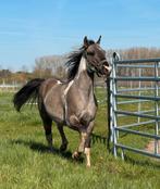 Super brave Prachtige Paint, Dieren en Toebehoren, Minder dan 160 cm, Met stamboom, 0 tot 2 jaar, Hengst