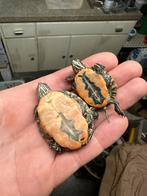 Sierschildpad - Chrysemys picta ssp., Schildpad