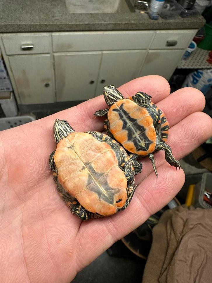 Sierschildpad - Chrysemys picta ssp.