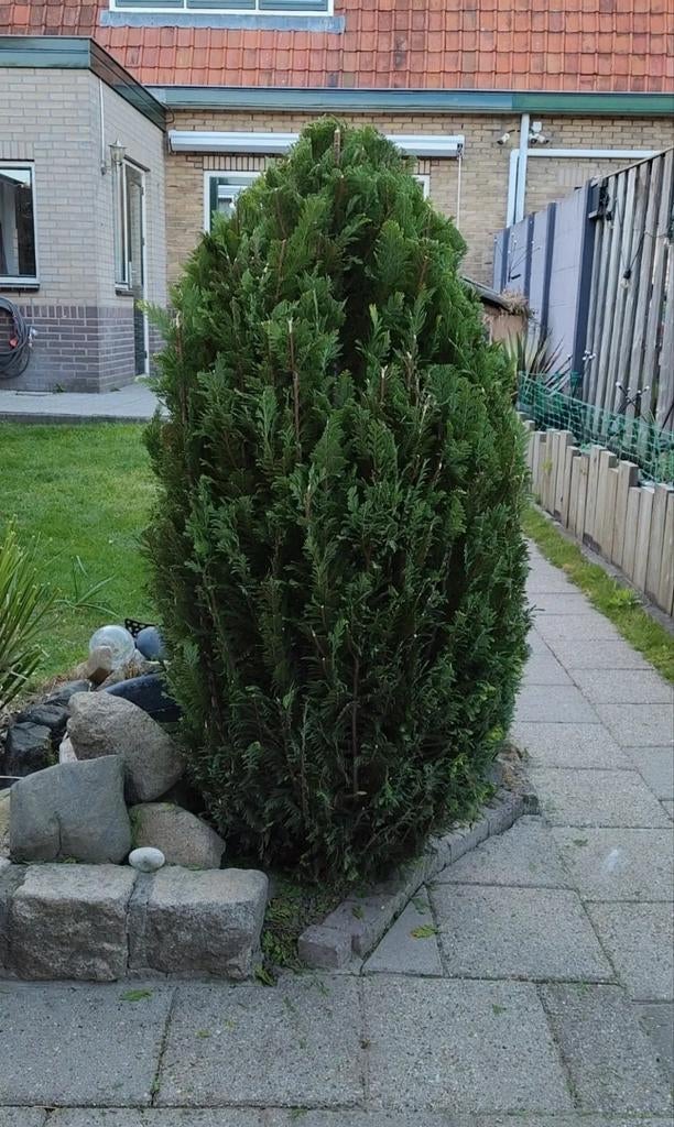 Californische cipres (symbolisch bedrag), Tuin en Terras, Planten | Bomen, Ophalen, Volle zon, Overige soorten