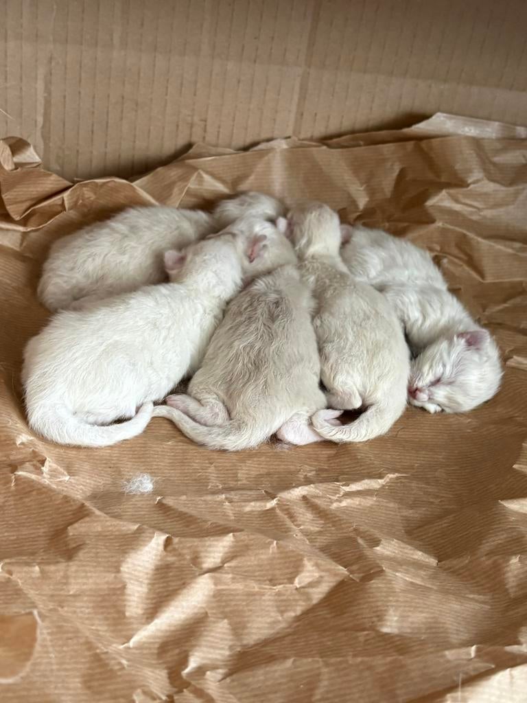 100% 5 Ragdoll kittens te reserveren !!, Meerdere dieren, Langharig, 0 tot 2 jaar