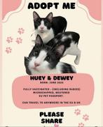 Twee baby katertjes zoeken gouden mandje, Dieren en Toebehoren, Langharig