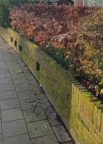 Beukenhaag, Tuin en Terras, Planten | Struiken en Hagen, Ophalen, Beukenhaag, Haag, 100 tot 250 cm