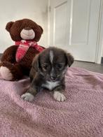 Corgi x teckel x pomeriaan pups.puppys, Dieren en Toebehoren, Parvo, Overige rassen, 8 tot 15 weken, Meerdere