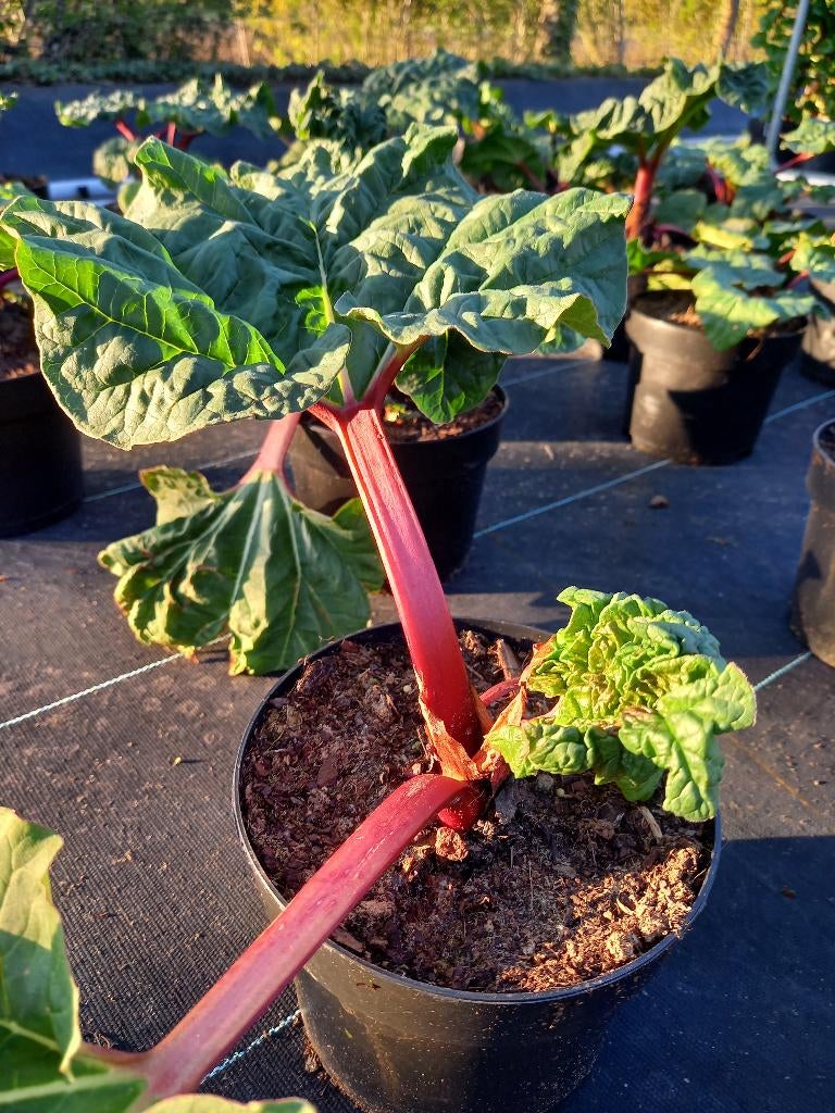 rabarberplantjes, Ophalen