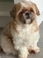 Dekreu ter dekking aangeboden, Dieren en Toebehoren, Honden | Dekreuen, Reu, Parvo, Eén hond, 3 tot 5 jaar