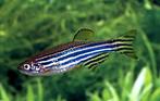 Zebra danio eitjes, Vis
