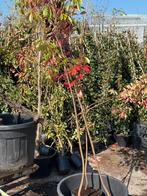 Glansmispel of photunia red robin lengte stam 175/200 in pot, Vaste plant, Halfschaduw, Zomer, Ophalen