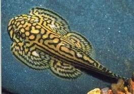 swellia lineolata €9,95, ., Overige typen, Nieuw, Ophalen of Verzenden