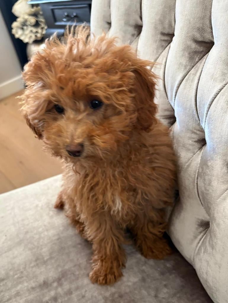 Te koop toy poedel teefje, Poedel, 8 tot 15 weken, Teef, Parvo