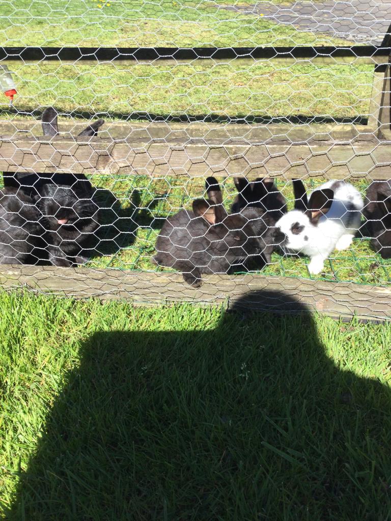 Jonge konijnen Lotharingen groot, Dieren en Toebehoren, Konijnen, Groot, Meerdere dieren, 0 tot 2 jaar