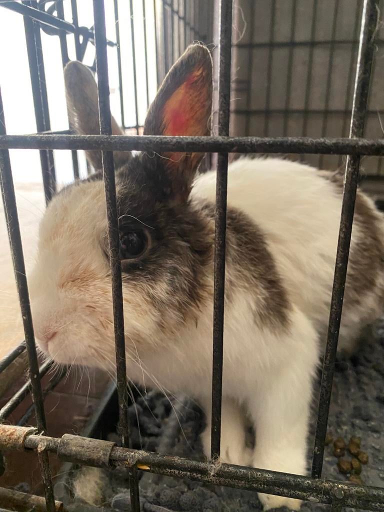 Thijs zoekt nieuw huisje, Dieren en Toebehoren, Konijnen, Mannelijk, Klein