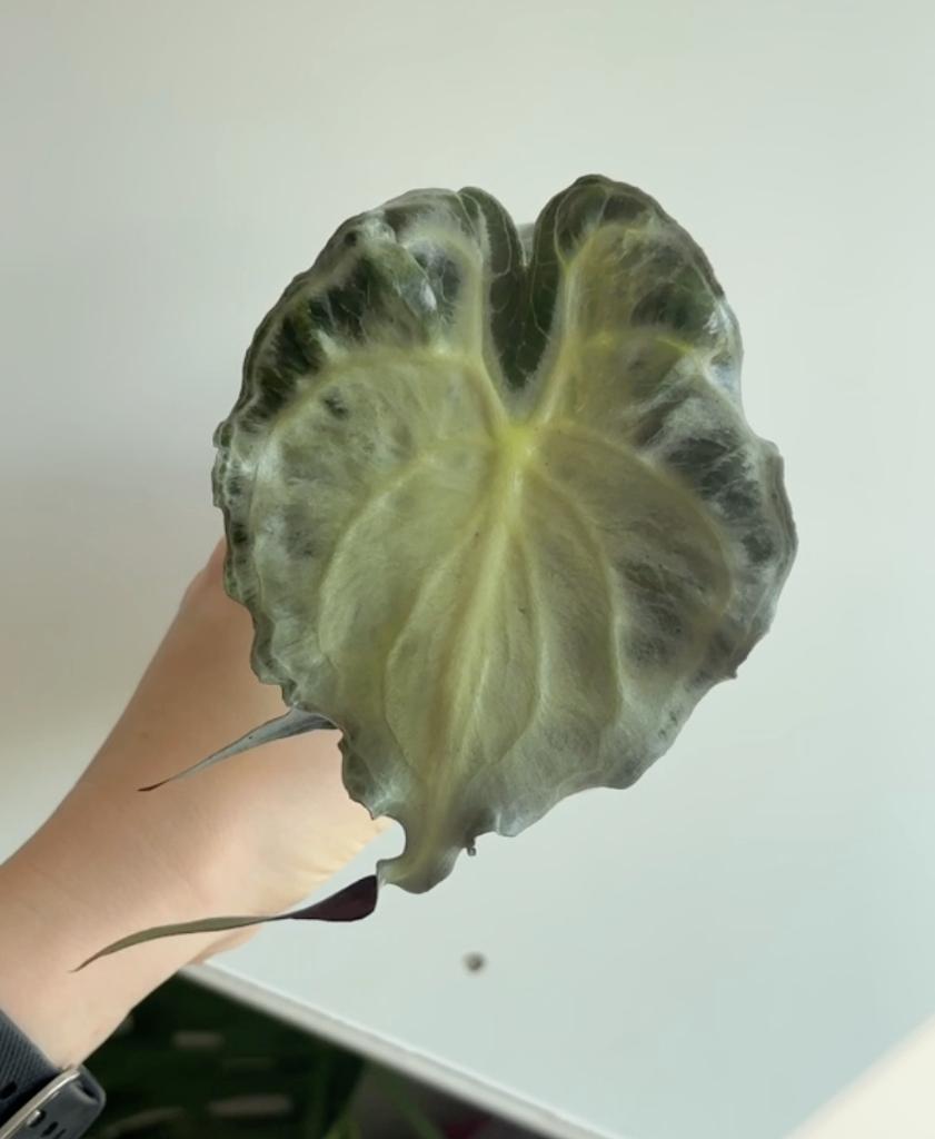 Alocasia Venom #1, Ophalen of Verzenden, Halfschaduw, Minder dan 100 cm